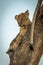 Lion cub lies looking out from trunk