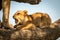 Lion cub lies opening mouth on branch