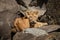 Lion cub lies on rocks opening mouth