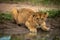 Lion cub lies staring at water hole