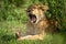 Lion cub lies yawning widely by bush