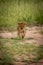 Lion cub lifts foot crossing bare earth