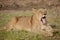 Lion cub at the Lion Encounter