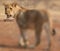 Lion cub at the Lion Encounter