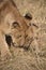 Lion cub at the Lion Encounter