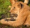 Lion cub at the Lion Encounter is an active conservation program