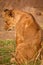 Lion cub at the Lion Encounter is an active conservation program