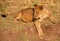 Lion cub at the Lion Encounter is an active conservation program