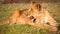 Lion cub at the Lion Encounter is an active conservation program