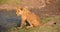 Lion cub at the Lion Encounter is an active conservation program