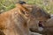 Lion cub at the Lion Encounter is an active conservation program