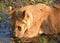 Lion cub at the Lion Encounter is an active conservation program