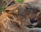 Lion cub at the Lion Encounter is an active conservation program