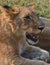 Lion cub at the Lion Encounter is an active conservation program