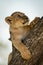 Lion cub looking up climbs tree trunk