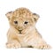 Lion Cub lying down