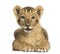 Lion cub lying, looking at the camera, 10 weeks old, isolated