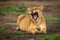 Lion cub lying yawning screwing up face