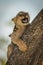 Lion cub lying yawning on tree trunk