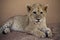 Lion cub at Mama Tao in Lephalale