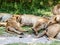 Lion cub nursing