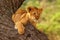 A Lion cub (Panthera leo) takes a rest on the tree in the nature habitat.