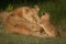 Lion cub paws face of lying mother