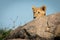 Lion cub peeps over rock by bush