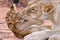 Lion cub play with mother on sand