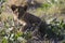 Lion cub plays in foliage.