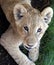 Lion cub portrait