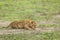 A lion cub practising its hunting  and stalking techniques in Africa