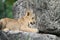 Lion cub on rock