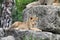 Lion cub on rock