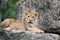 Lion cub on rock facing camera