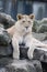 Lion cub on rocks