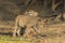 Lion cub rubbing against lioness