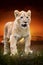 Lion cub on savanna landscape background and Mount Kilimanjaro at sunset