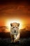 Lion cub on savanna landscape background and Mount Kilimanjaro at sunset