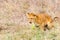 Lion Cub, Serengeti National Park