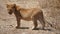 Lion cub, serengeti park, Tanzania