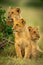 Lion cub sits by bush with siblings