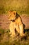 Lion cub sits looking left in grass