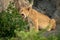Lion cub sits on rock yawning widely