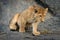 Lion cub sits on rocks looking down