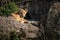 Lion cub sits in rocks watching camera
