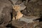 Lion cub sits on rocky boulders looking right