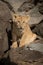 Lion cub sits on rocky boulders watching camera