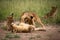 Lion cub sits watching three others fighting