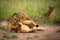 Lion cub sits watching three others playing